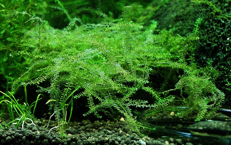 Представитель Семейства Hydropogonaceae